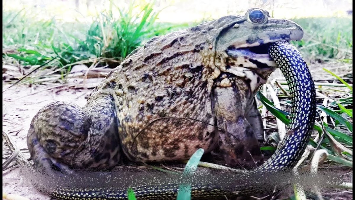 Обои на рабочий стол лягушка