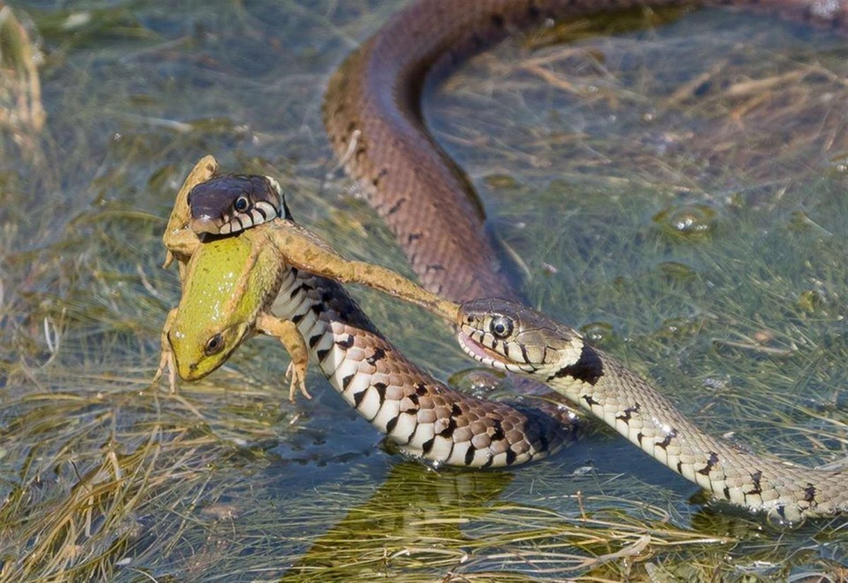 Три лягушки на кувшинке