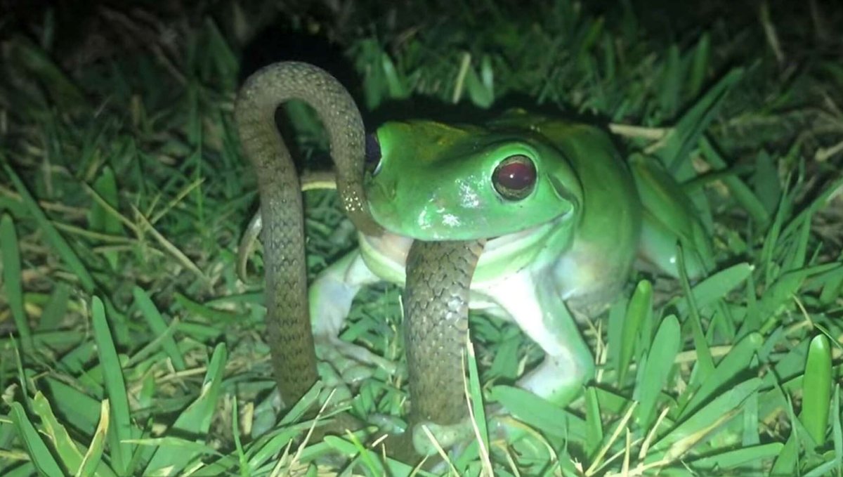 Жаба и змея