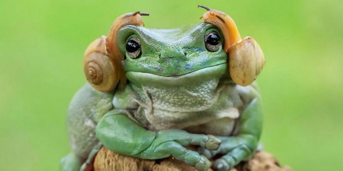 Лягушка инди КИД