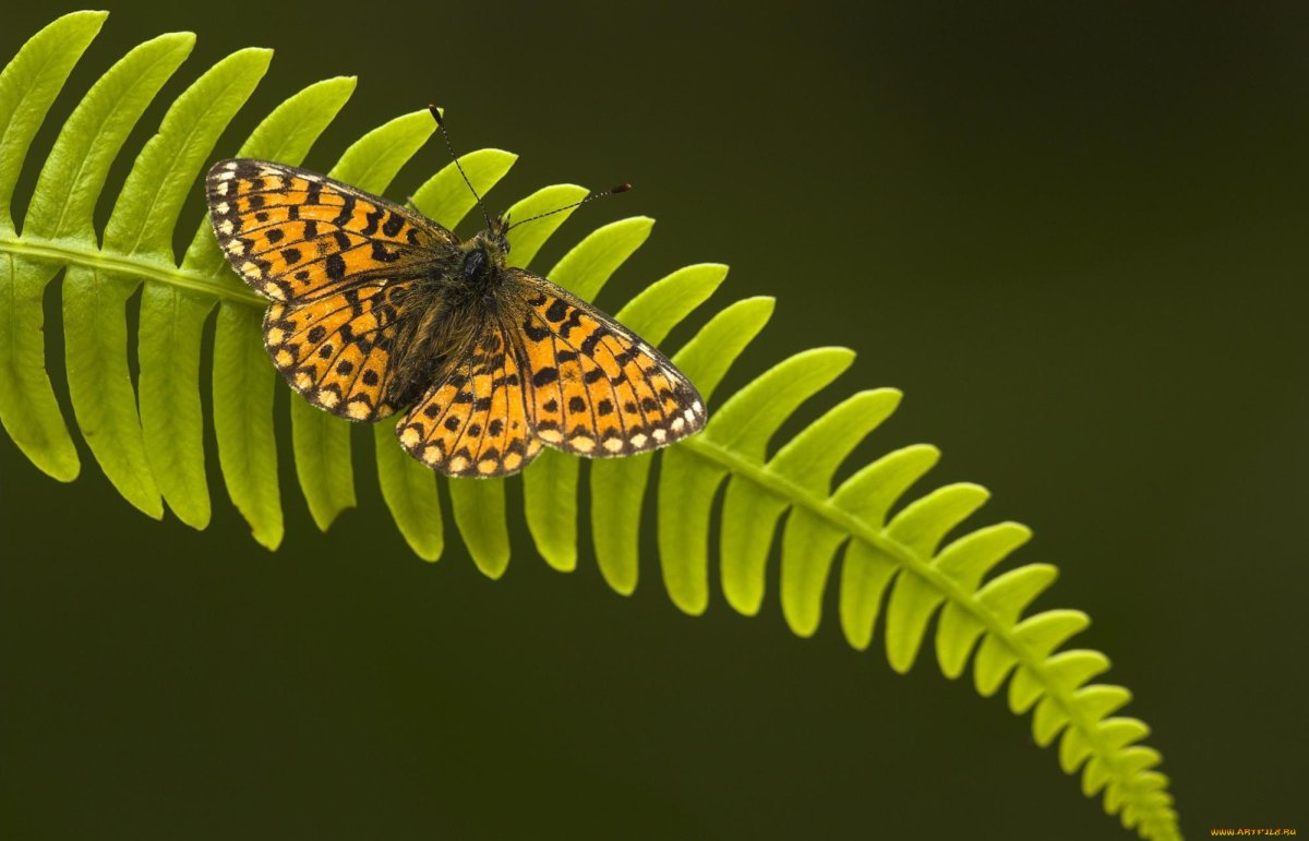 Бабочка папоротник палинурусъ