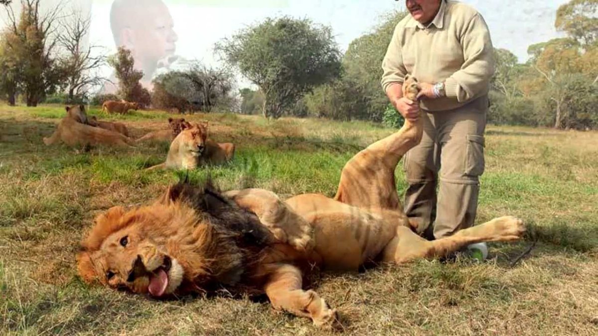 Пушистый Львенок