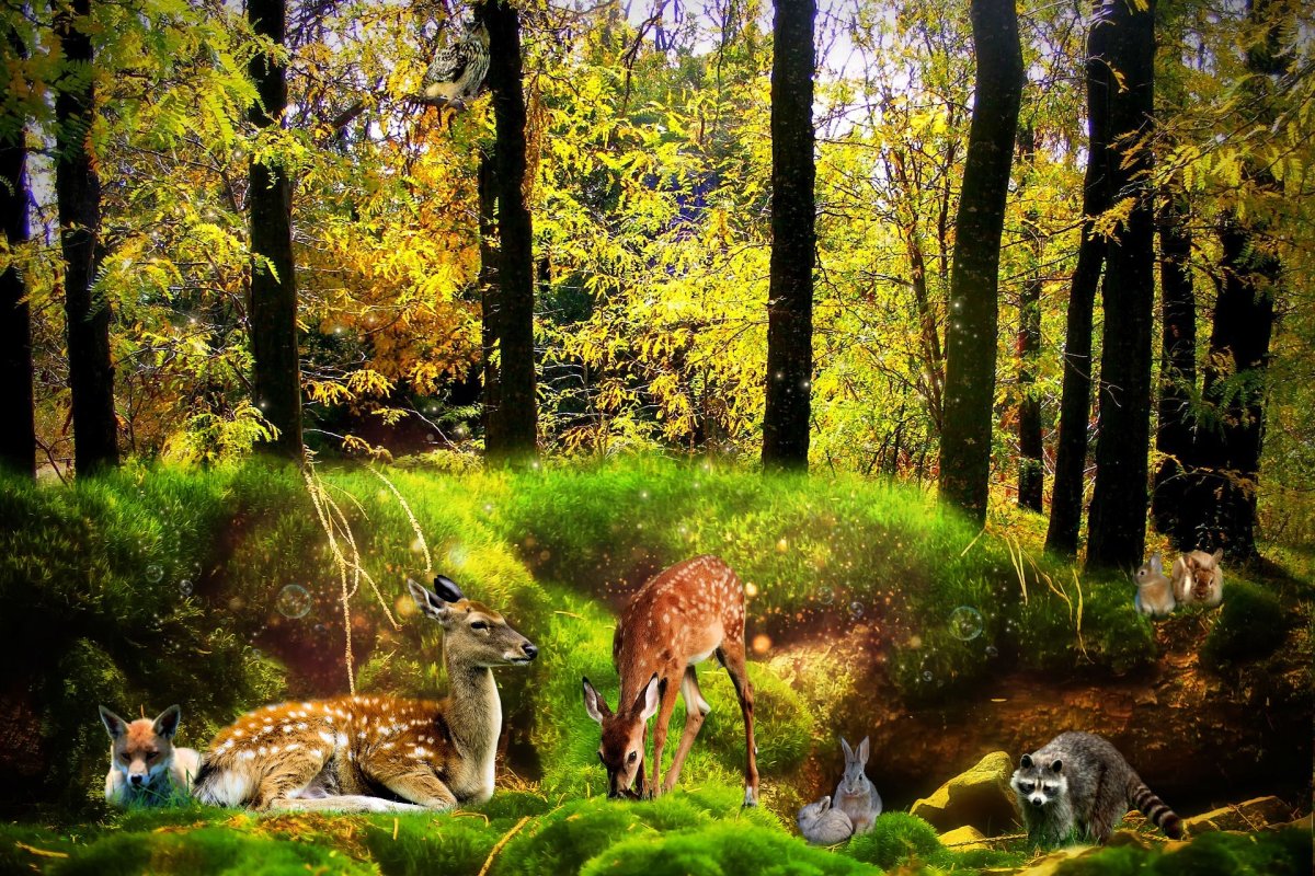 Животный мир. Леса