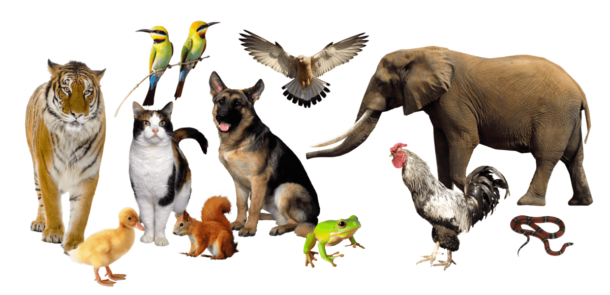 Много животных на прозрачном фоне