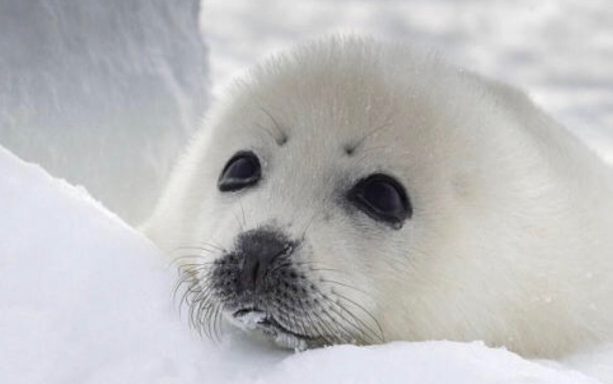 Нерпенок Белек