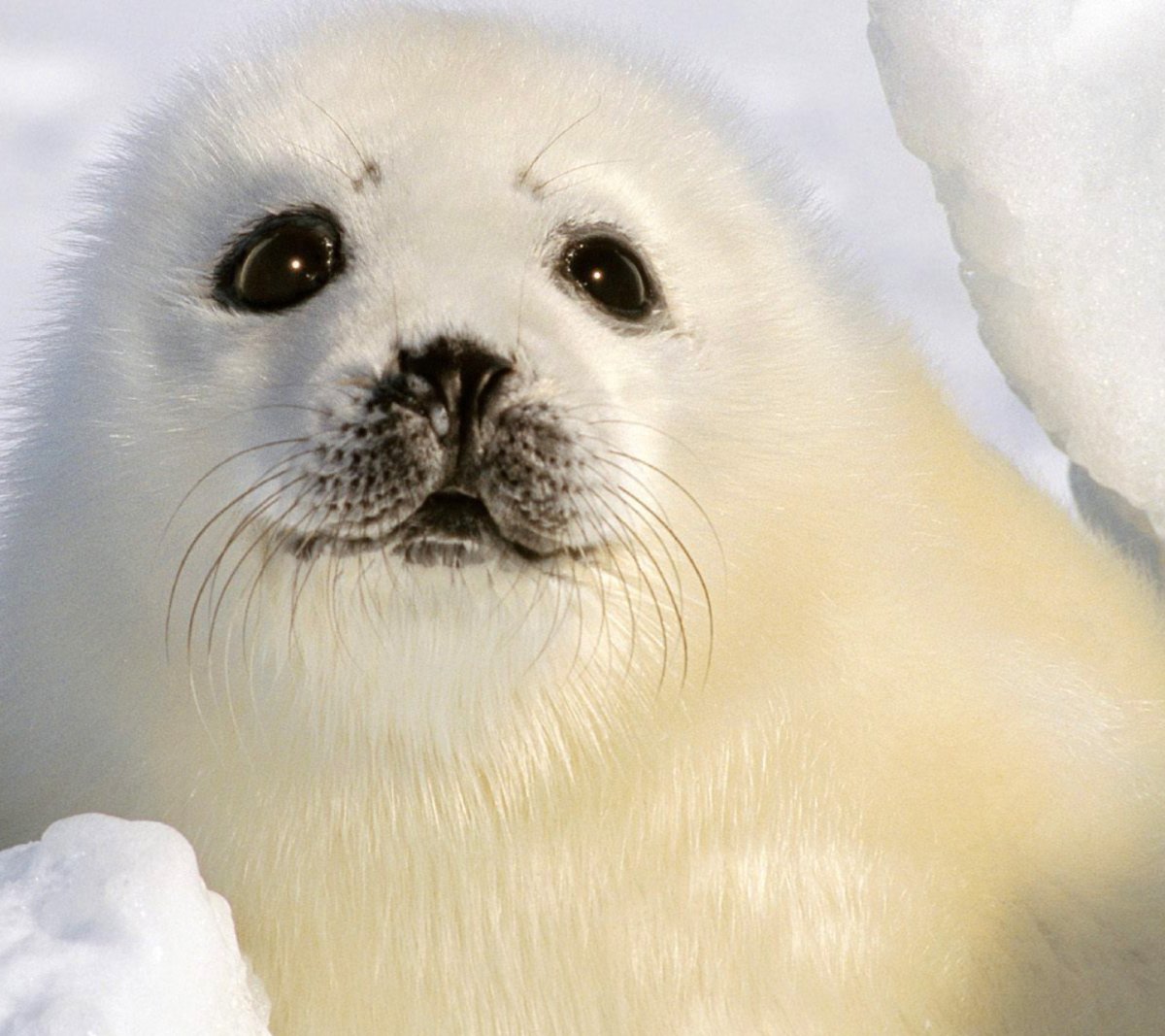 Кольчатая Нерпа Белек