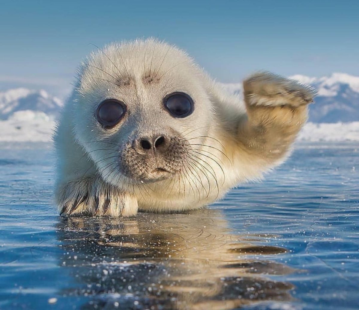 Байкальская Нерпа Белек