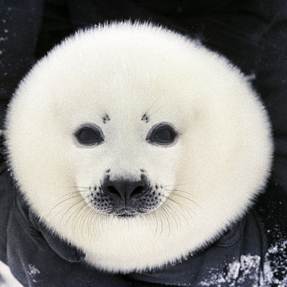 Нерпа Баренцева моря