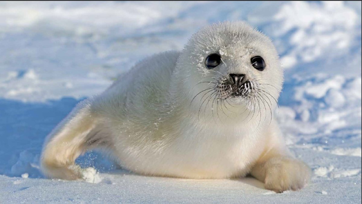 Нерпа белая Байкал