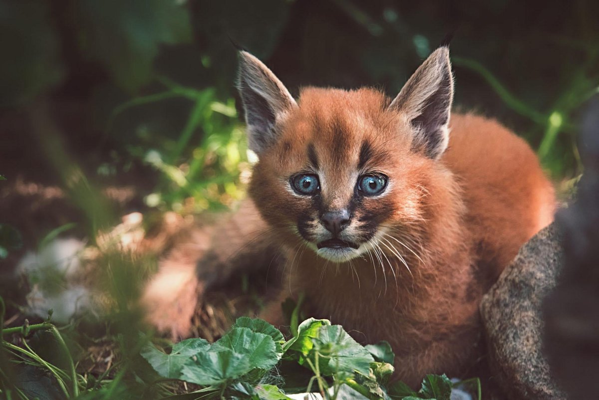 Каракал детеныш