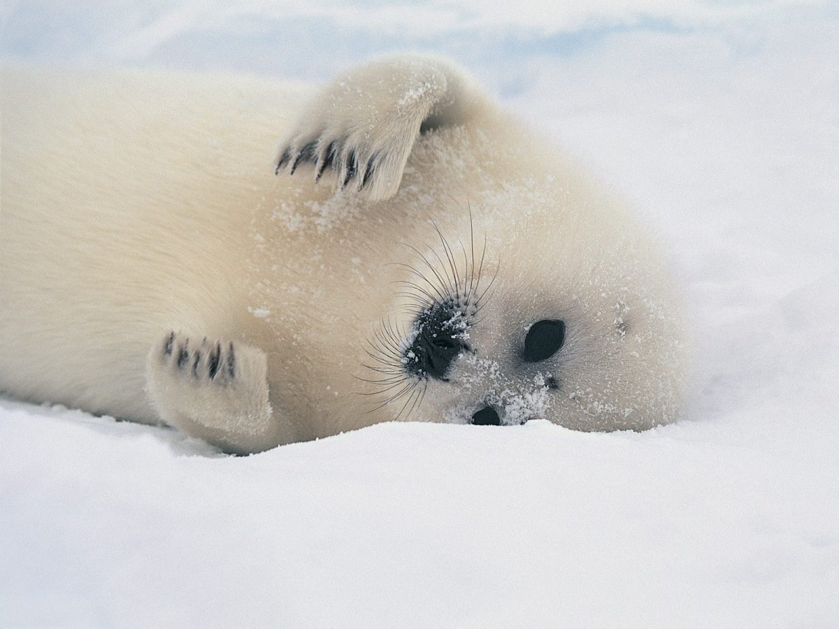 Baby Seal