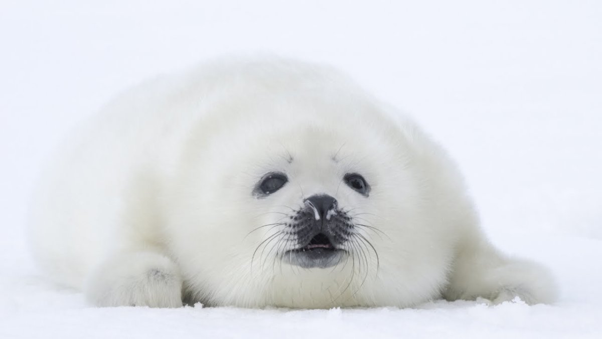 Новорожденные тюленята