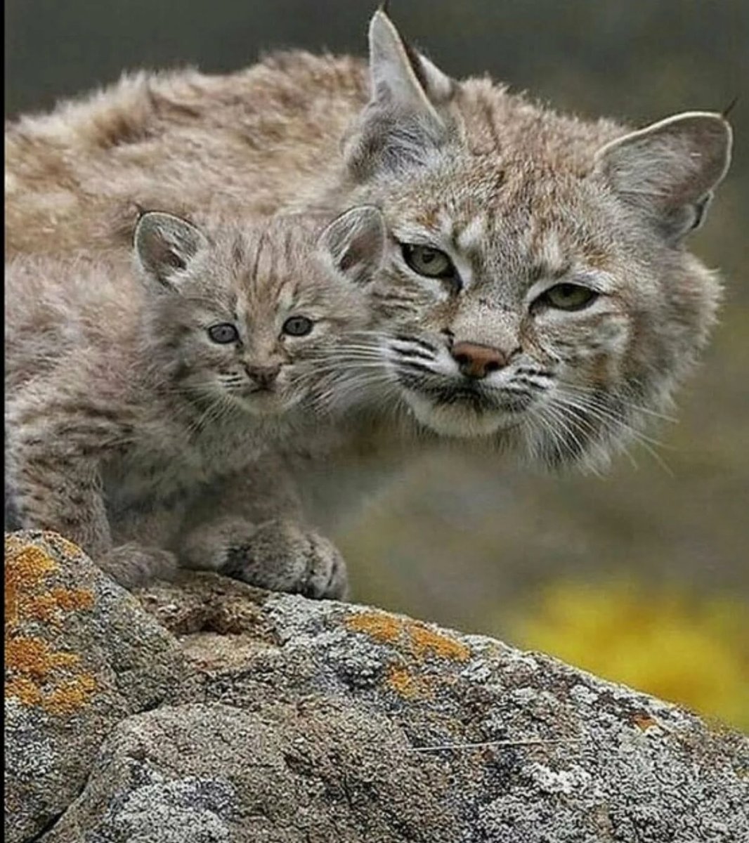 Каракал, пустынная Рысь