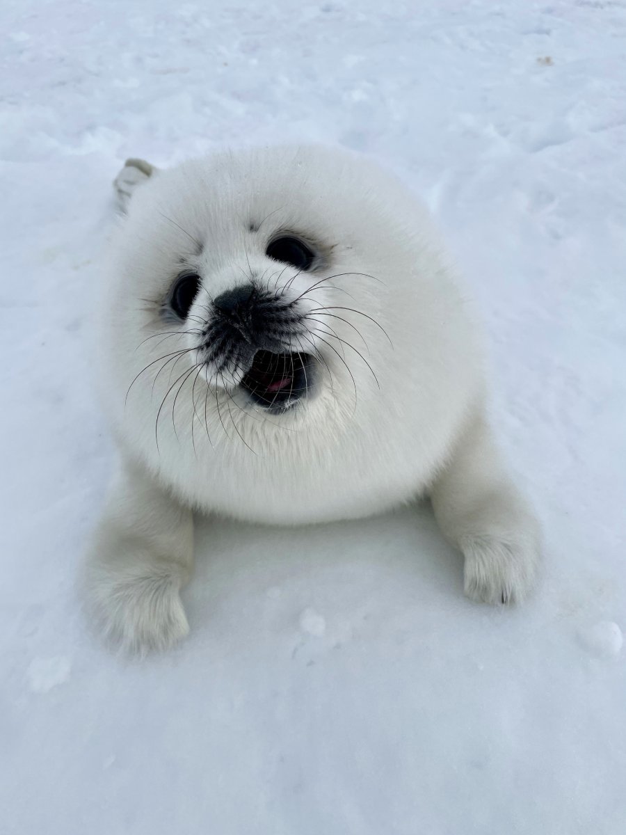 Белек нерпы