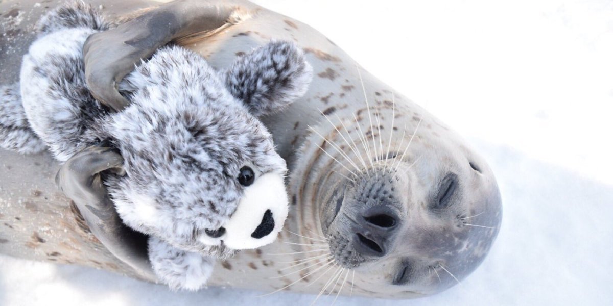 Милый нерпенок