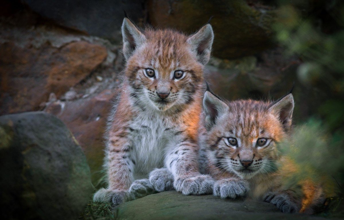 Скайград Рысь