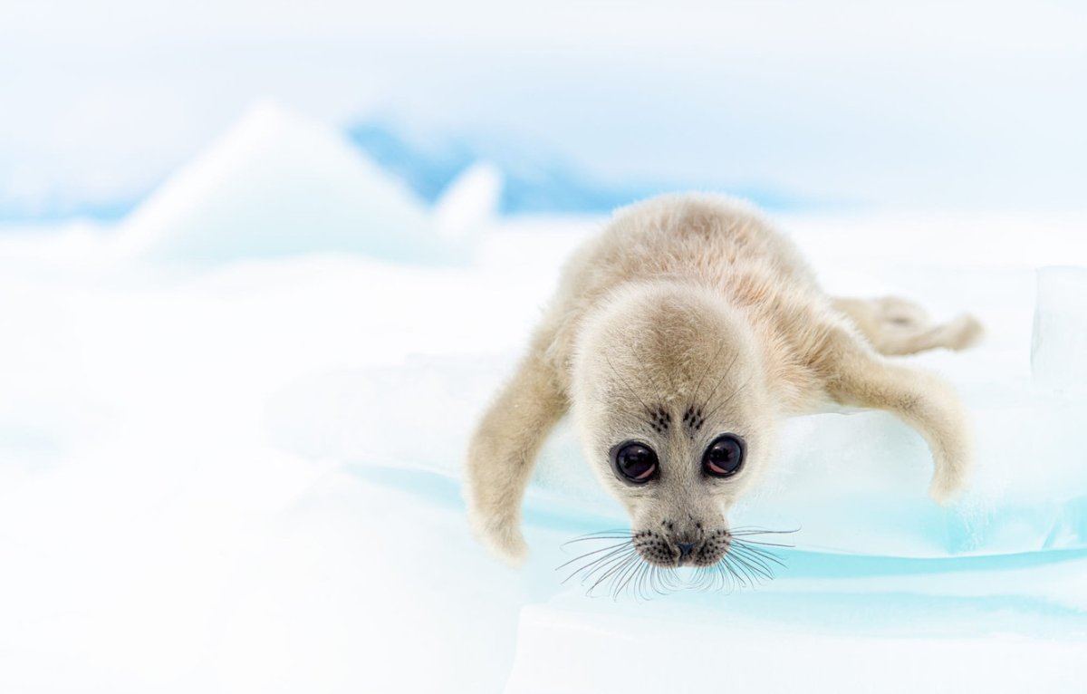 Байкальский нерпенок