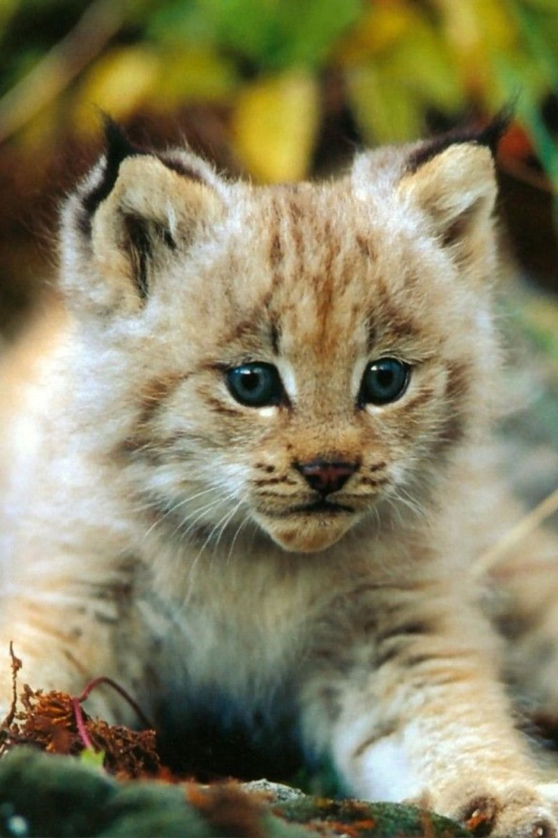 Картинки животных