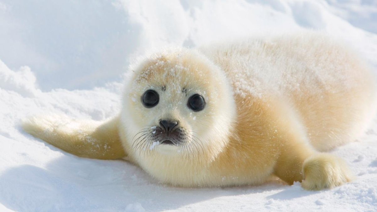 Гренландский тюлень питается
