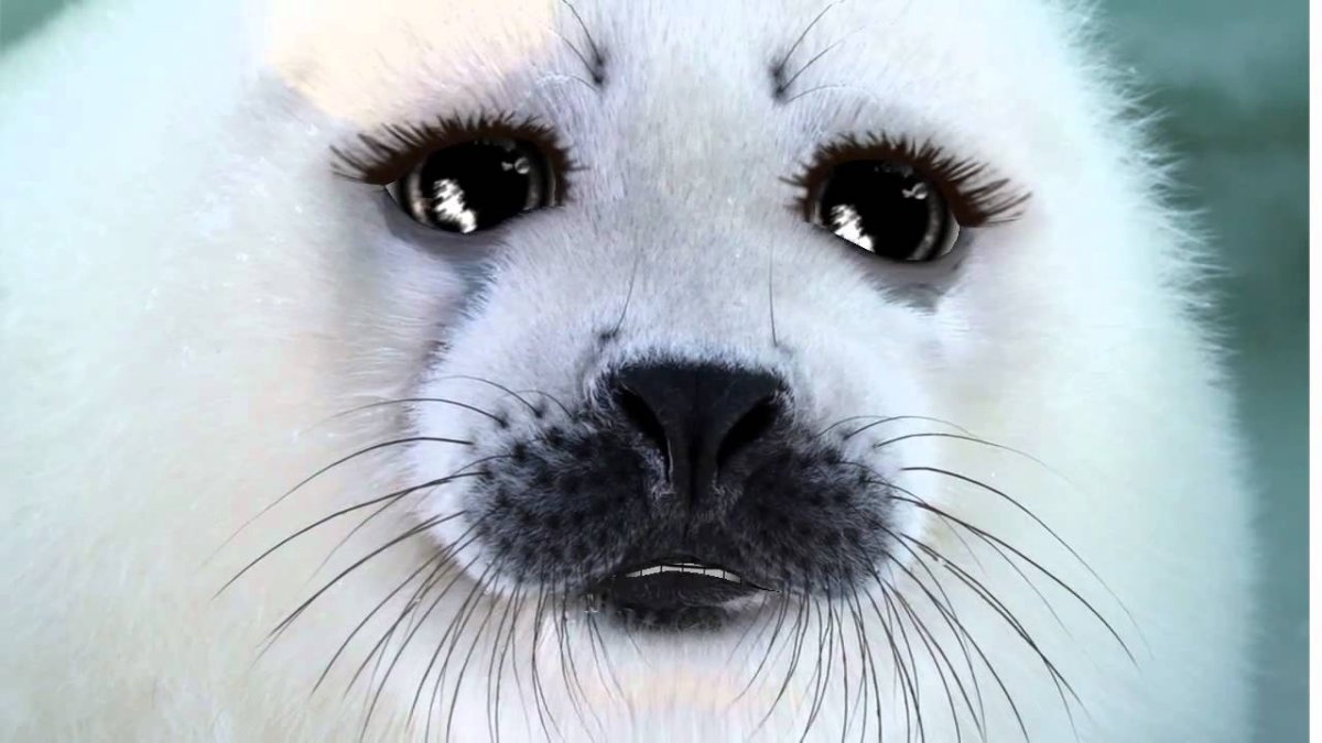 Белёк детеныш тюленя