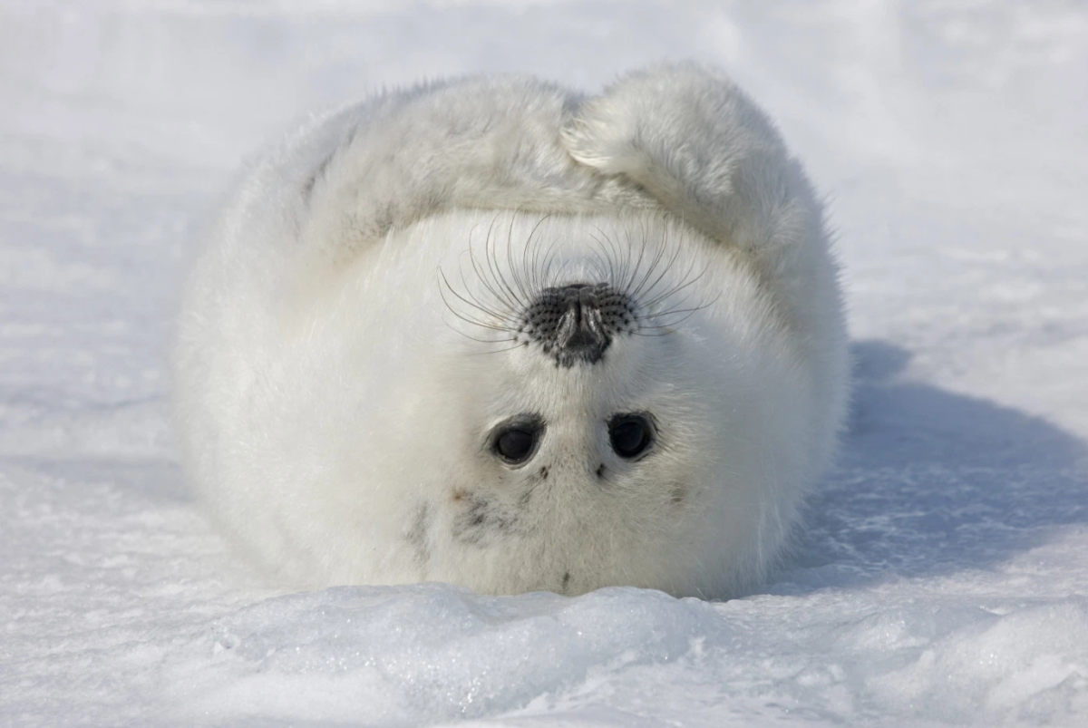 Белек зверек Нерпа