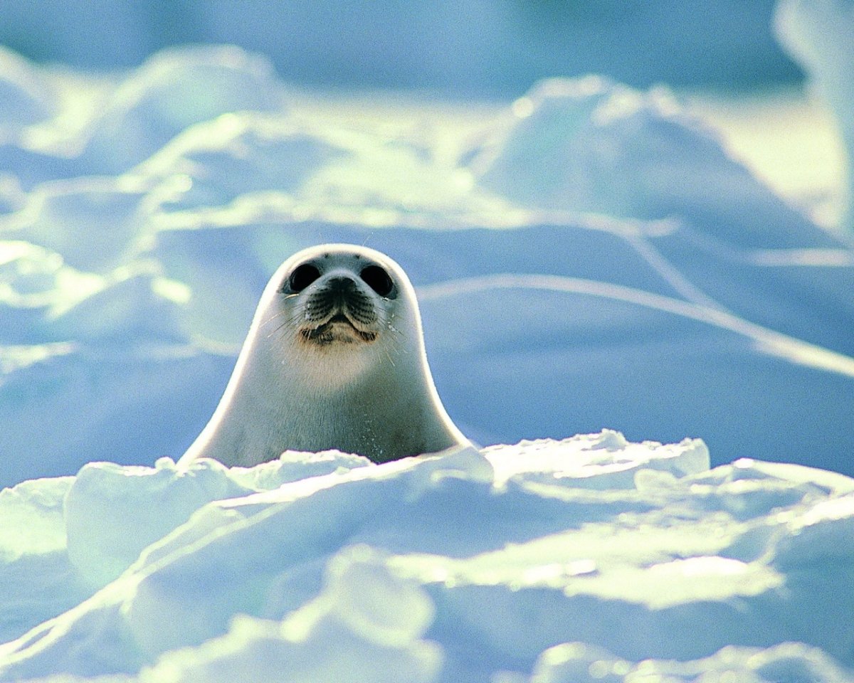 Кольчатая Нерпа Белек