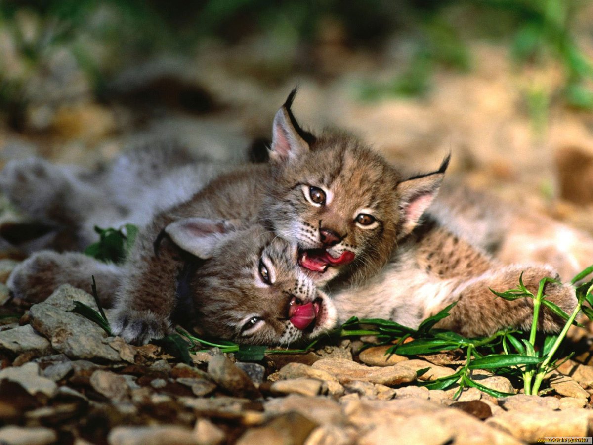 Котята рыси