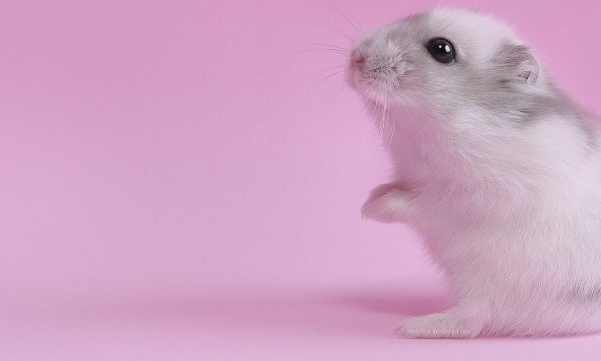 Серая полевка, Полевая мышь