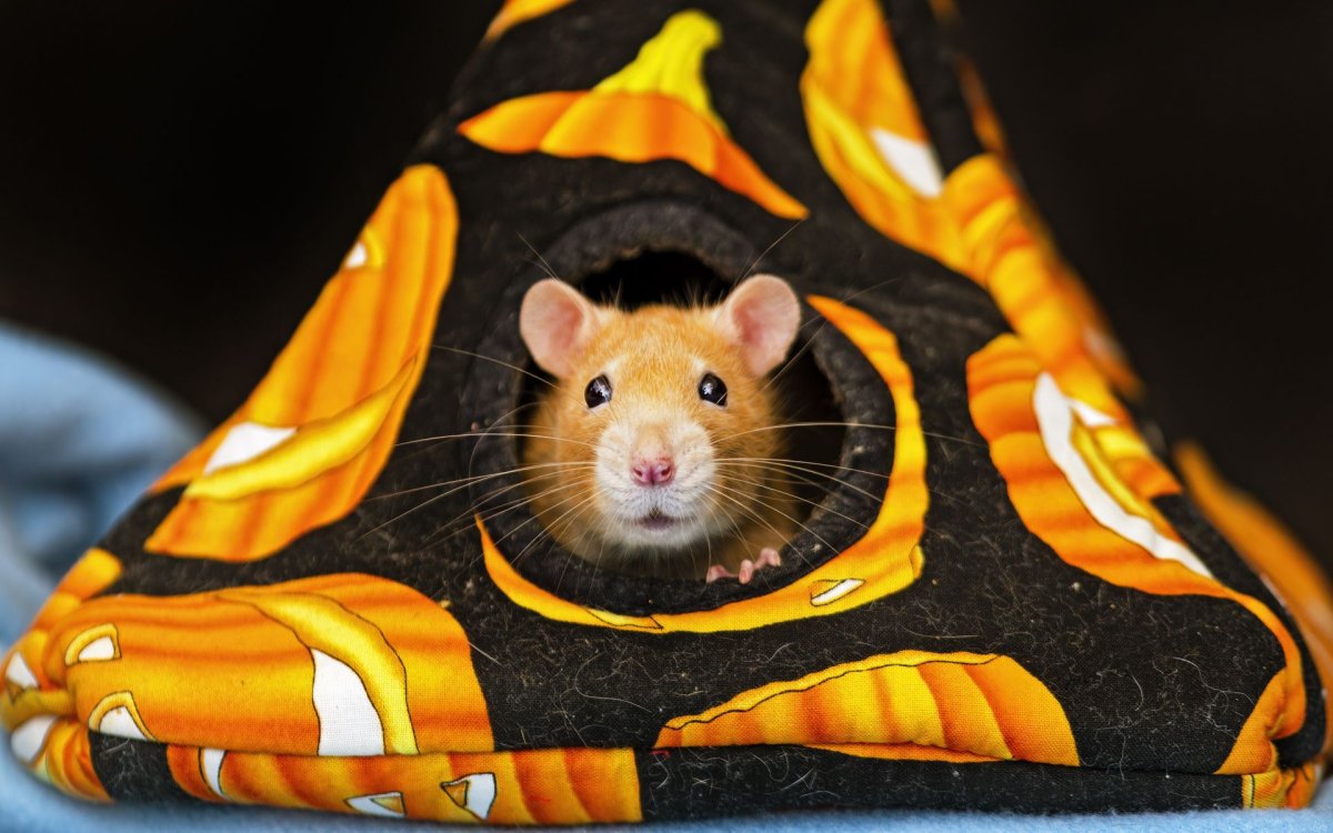 Хомячок Соколова