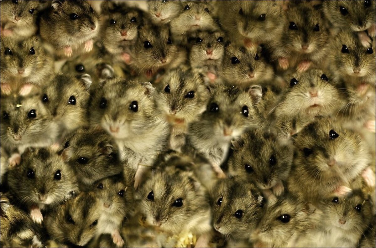 Опоссум Билли