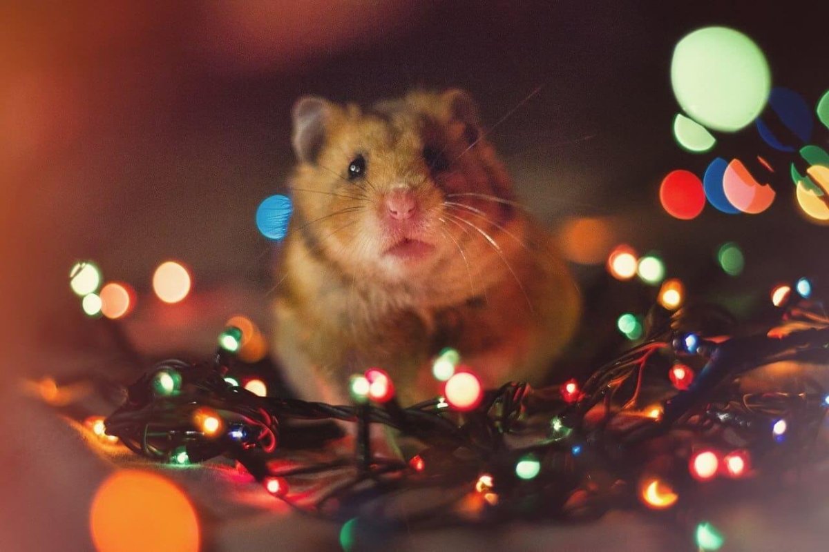 Скорпионовый хомячок