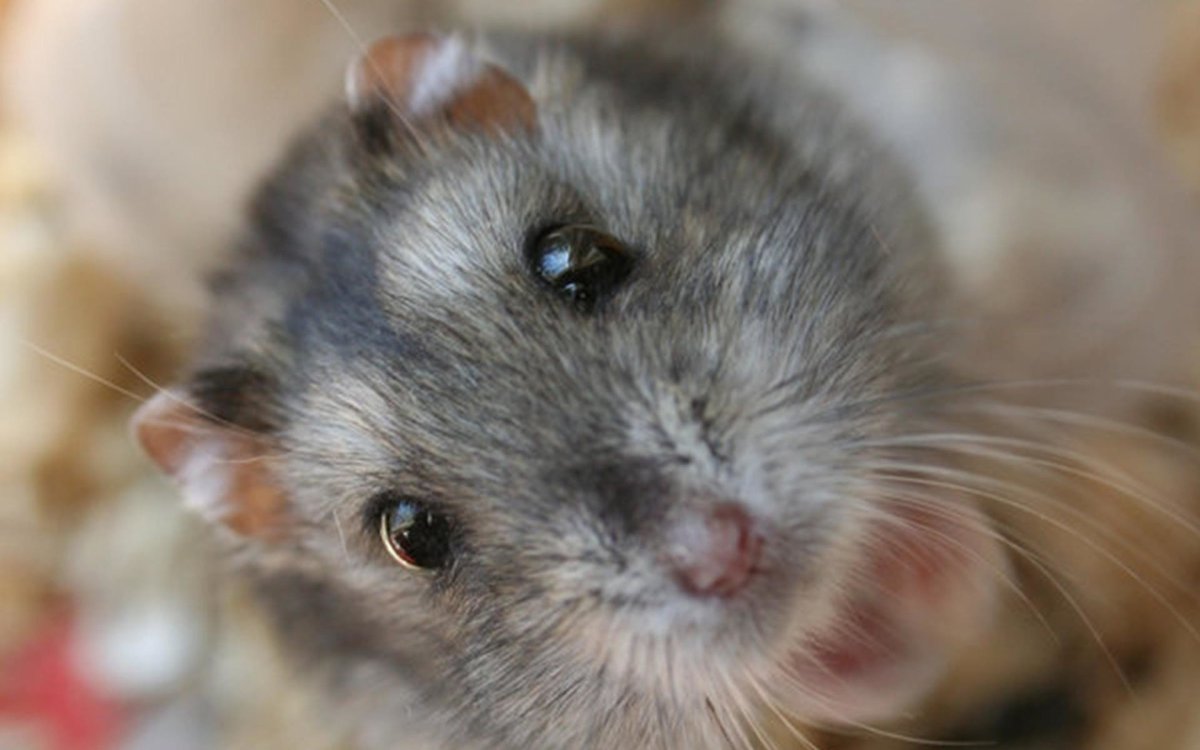 Хомячки пушистые