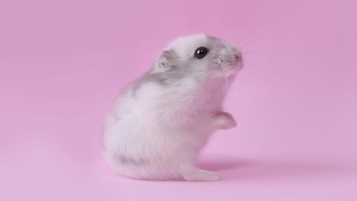 Полевой хомяк Нора