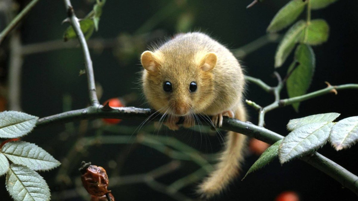 Обои с хомяками