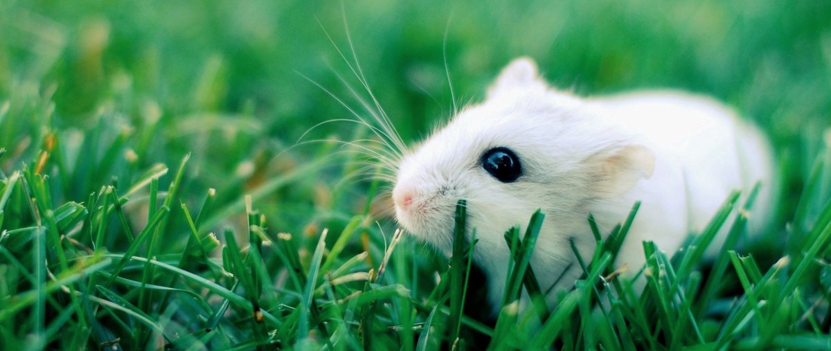 Хомяк Эстетика