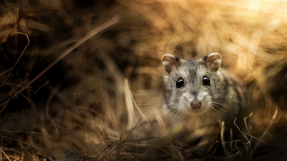 Лазающие хомяки