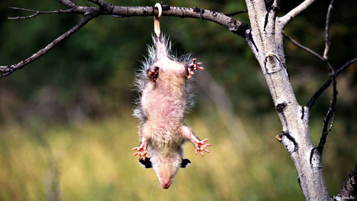 Милые Грызуны