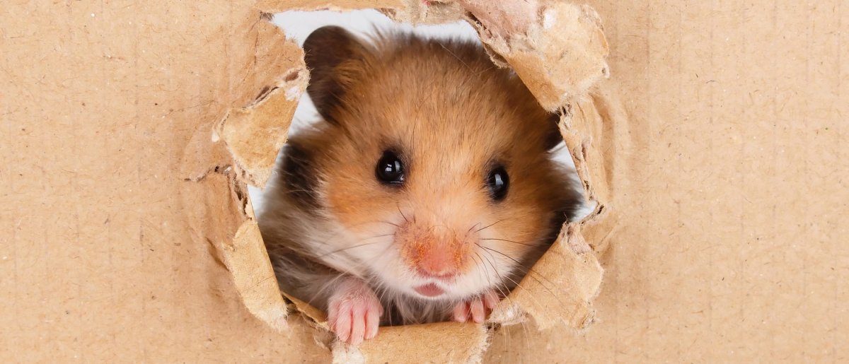 Обои с хомяками