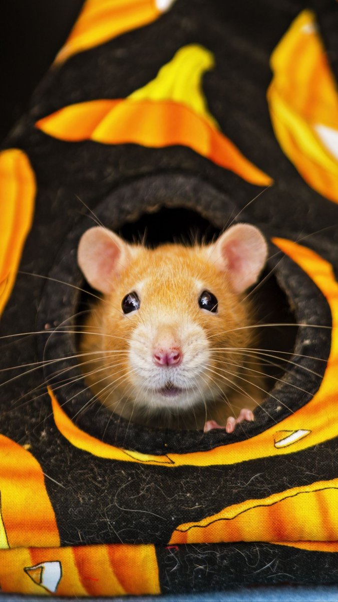 Дикий джунгарский хомяк