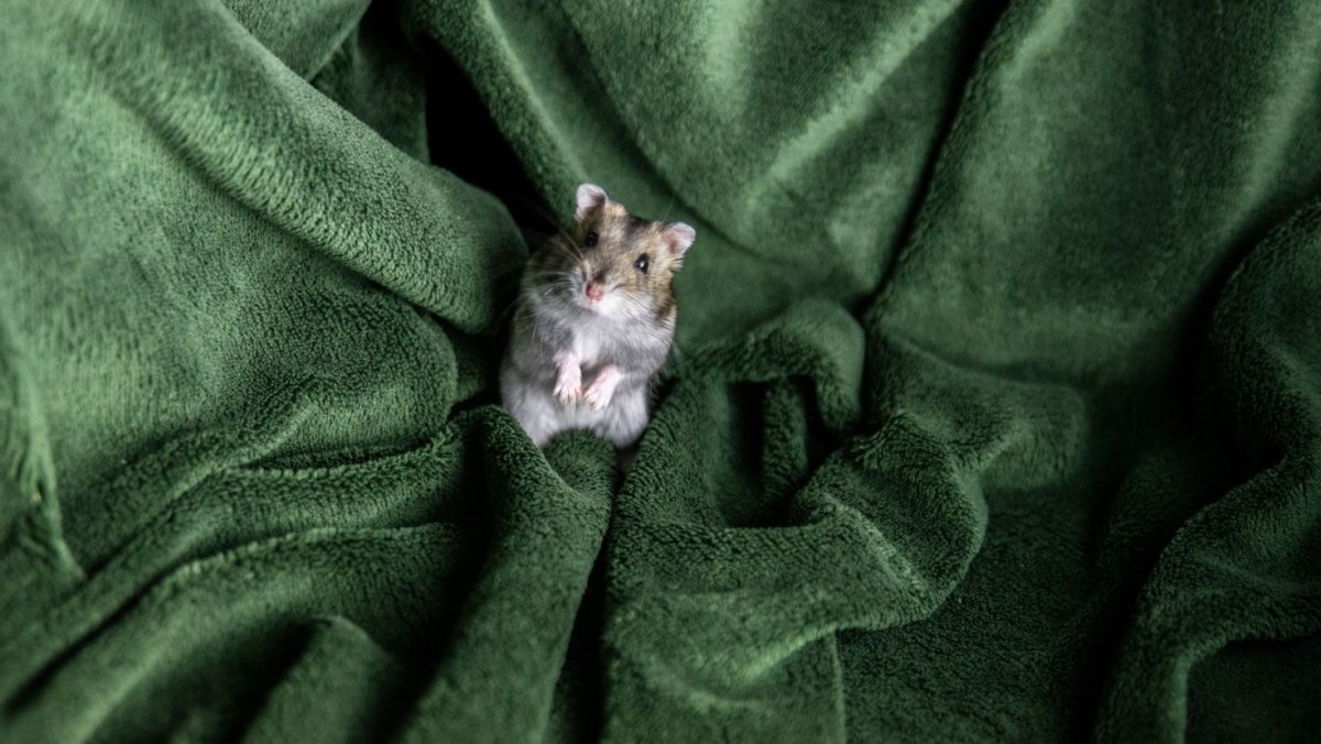 Хомячок в травке