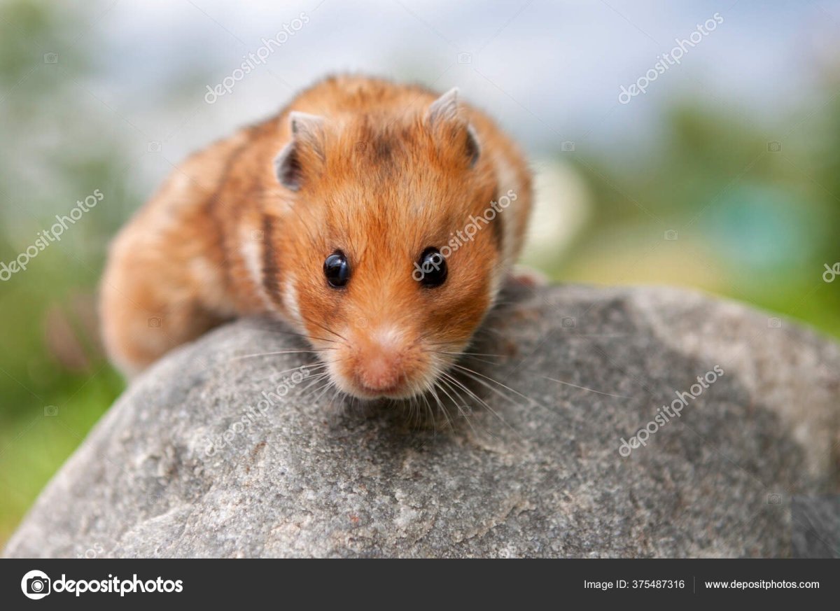 Хомячок серый (Cricetulus migratorius)