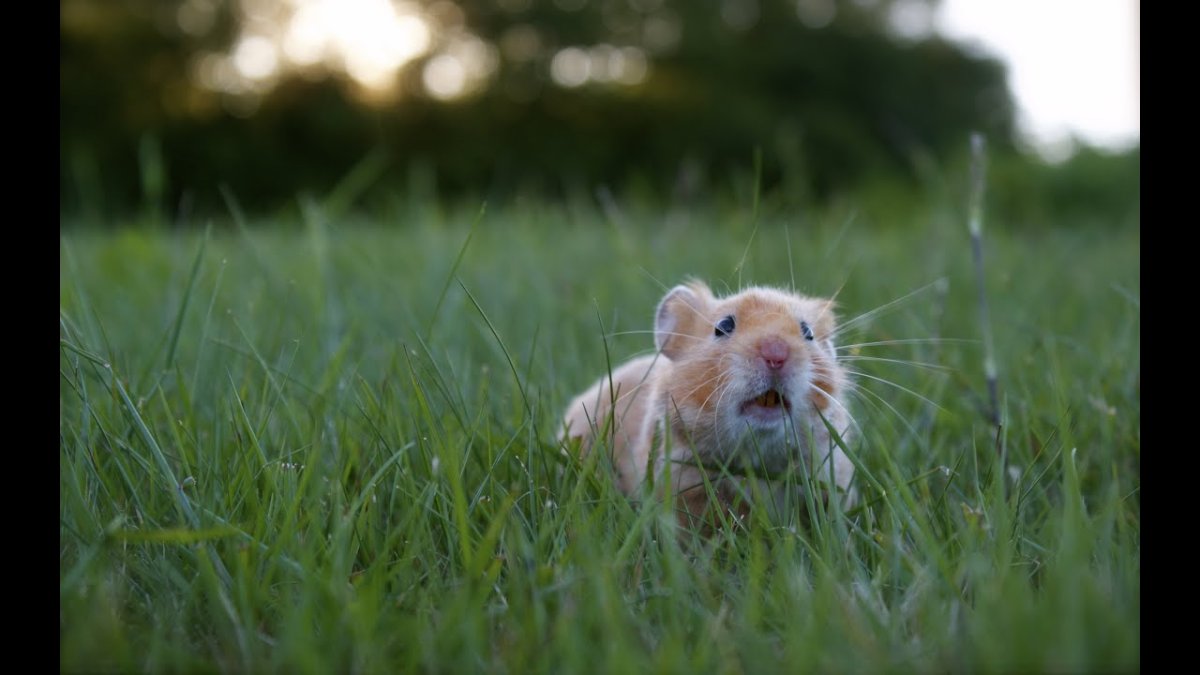 Ангорский хомяк