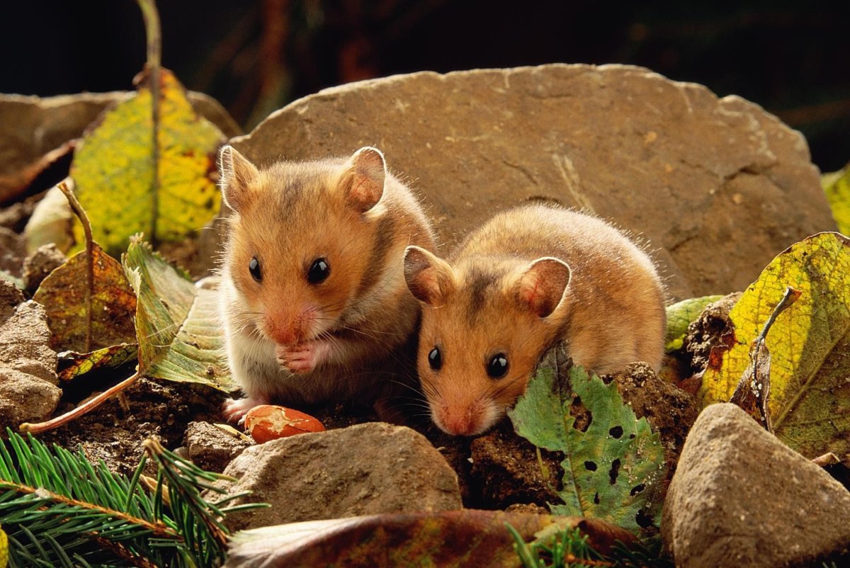 Маленькие хомячки джунгарики