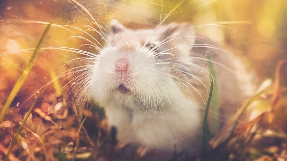 Взгляд хомяка