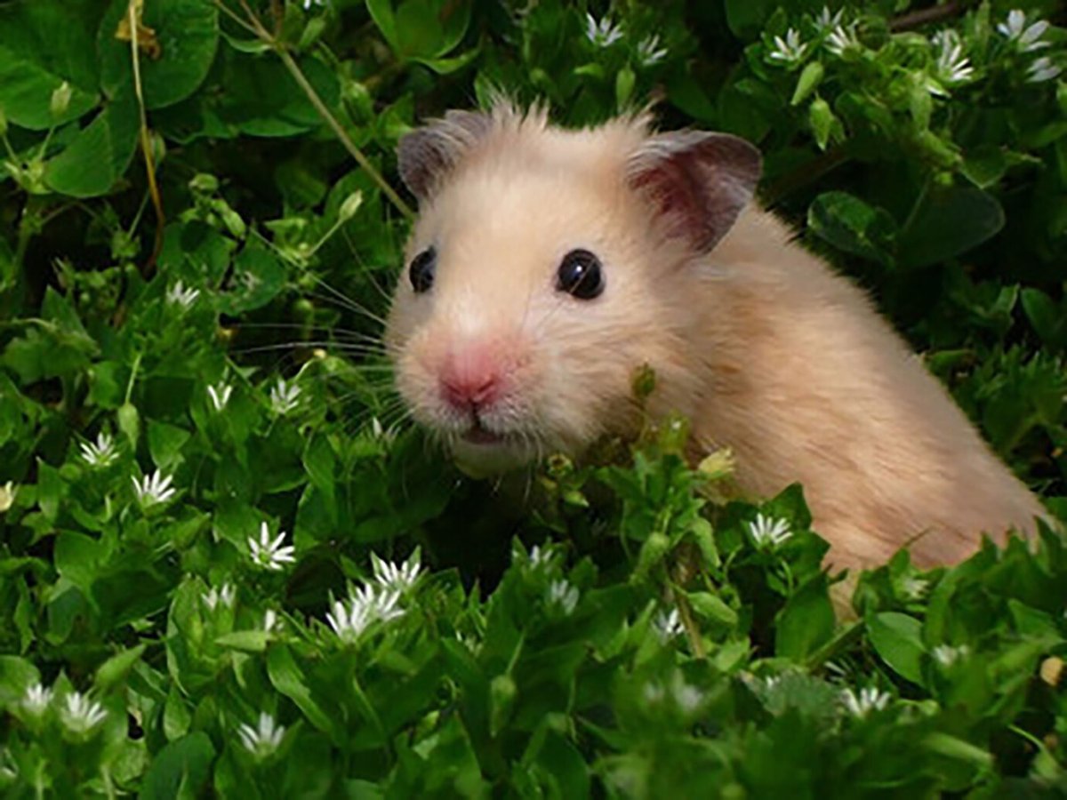 Хомяк ненормальный