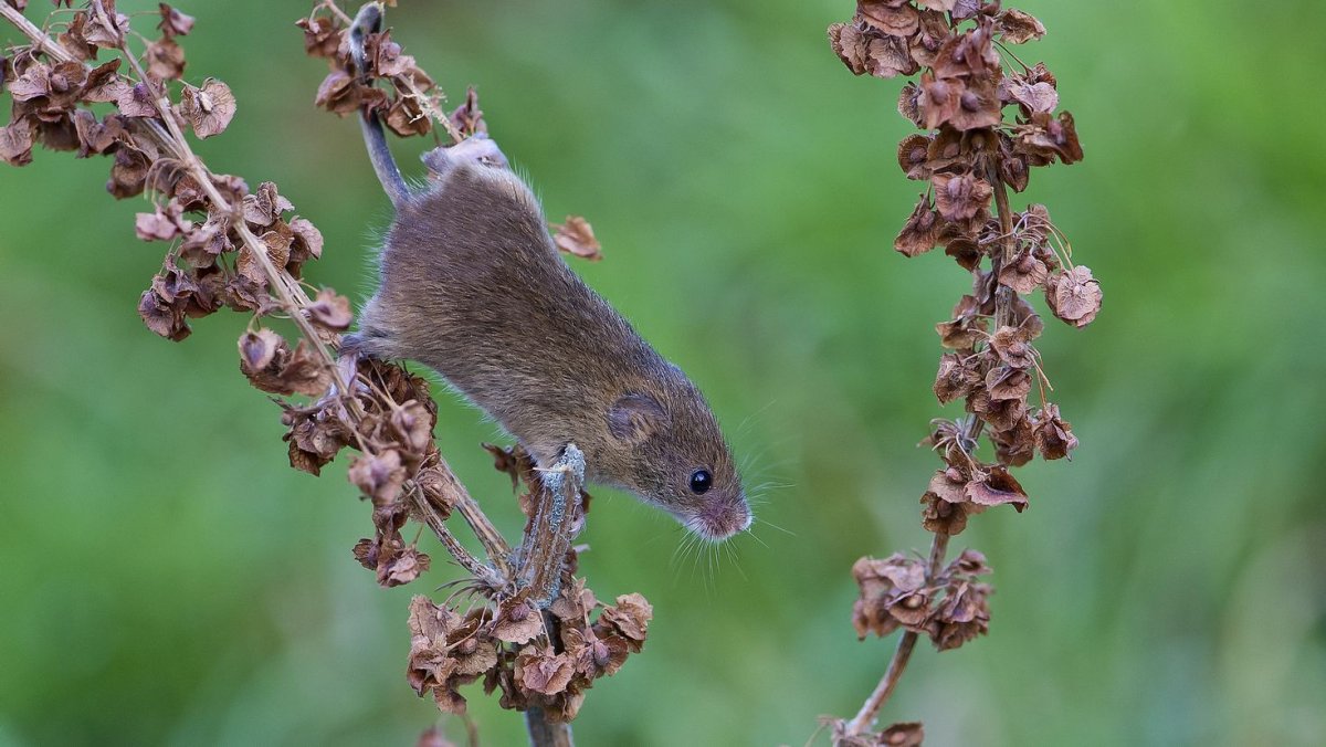 Ореховая мышь Соня