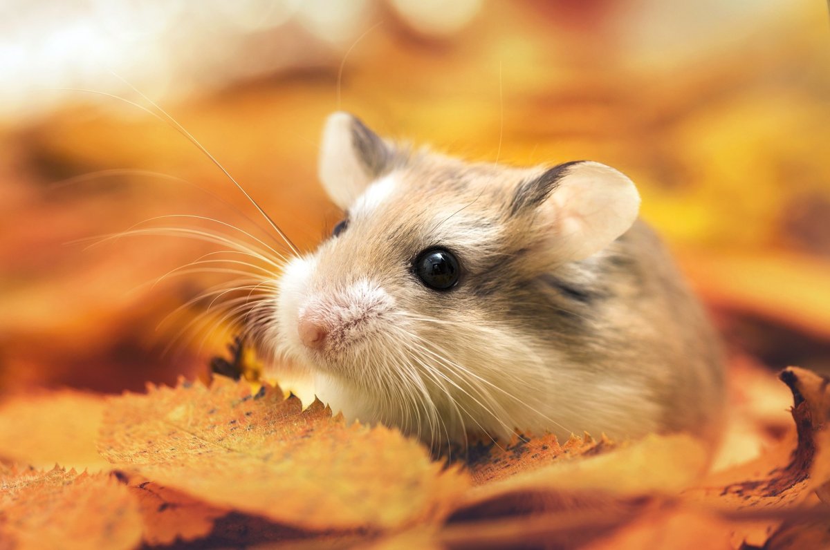 Орешниковая Соня