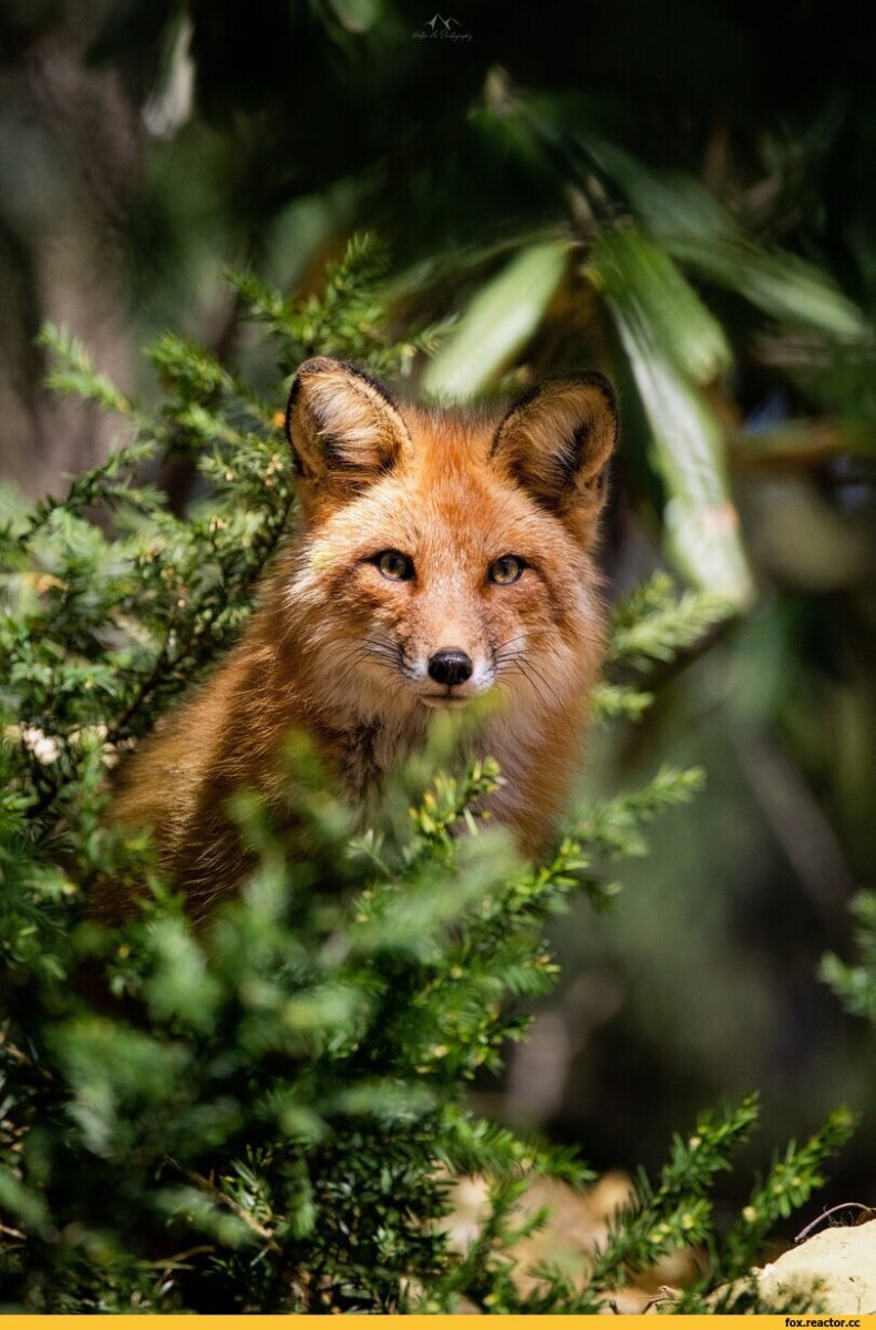 Лиса Сангло