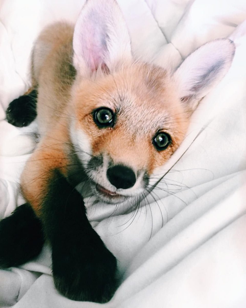 Джунипер Фокс