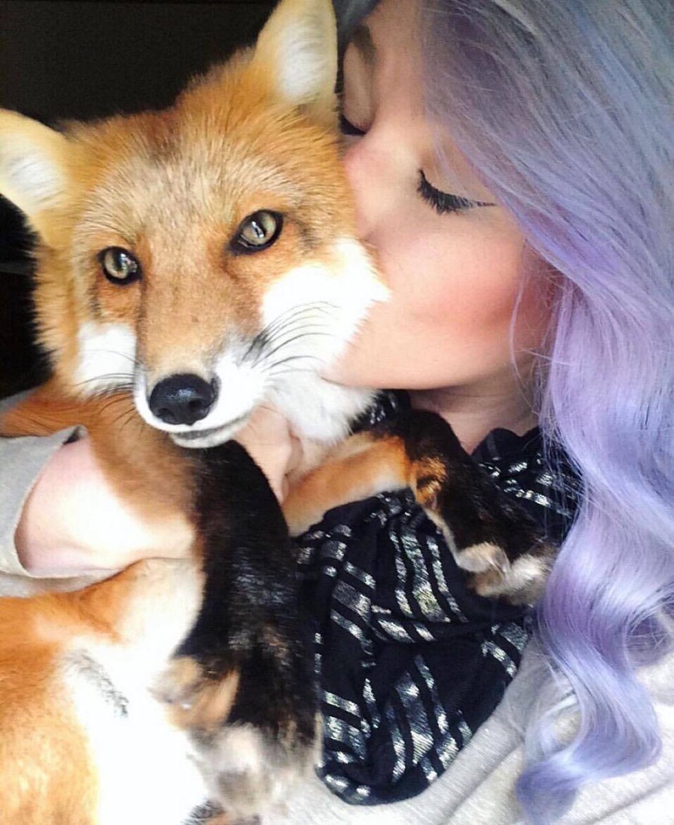 Лисица Фыр Фыр